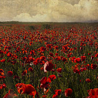 Buy canvas prints of Poppies at sunset by Paul Brewer