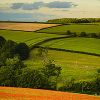Buy canvas prints of Poppies near Dorchester in June by Paul Brewer