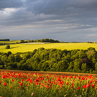 Buy canvas prints of Poppies near Dorchester in June by Paul Brewer