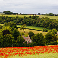 Buy canvas prints of Poppies at Forston near Dorchester in June by Paul Brewer