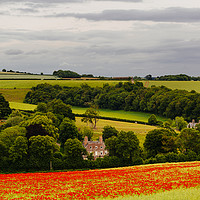 Buy canvas prints of Poppies At Forston near Dorchester in June by Paul Brewer