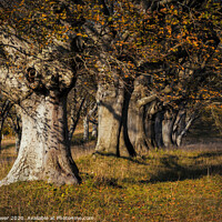 Buy canvas prints of Beech Trees by Paul Brewer