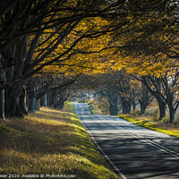 Buy canvas prints of The famous Beech Avenue in Dorset by Paul Brewer