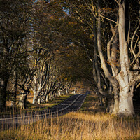 Buy canvas prints of Beech Avenue Dorset by Paul Brewer