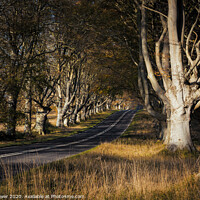 Buy canvas prints of Beautiful Beech Avenue Dorset by Paul Brewer