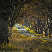 Buy canvas prints of Dorset Beech Avenue by Paul Brewer