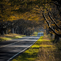 Buy canvas prints of Beech Avenue by Paul Brewer