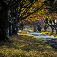 Buy canvas prints of Beech Avenue by Paul Brewer