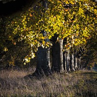 Buy canvas prints of Beech trees by Paul Brewer