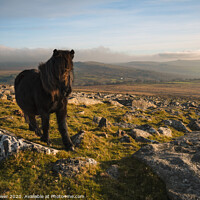 Buy canvas prints of Dartmoor Pony on a winters day by Paul Brewer