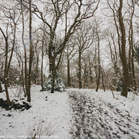 Buy canvas prints of Thorncombe Woods in Winter by Paul Brewer