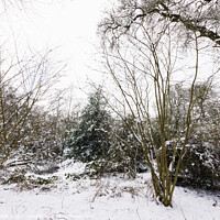 Buy canvas prints of Thorncombe Woods with snow by Paul Brewer