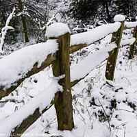 Buy canvas prints of Thorncombe Woods fence line by Paul Brewer