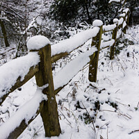 Buy canvas prints of Thorncombe Woods fence line by Paul Brewer