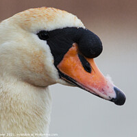 Buy canvas prints of Close up Swan by Paul Brewer