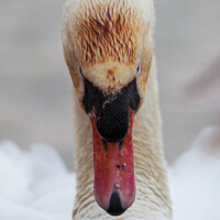 Buy canvas prints of The stare of a Swan by Paul Brewer