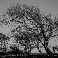Buy canvas prints of Windswept Trees by Paul Brewer
