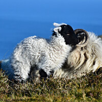 Buy canvas prints of Baby lamb by barbara walsh