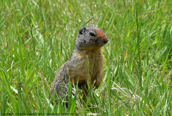 A squirrel standing on a field Picture Board by barbara walsh