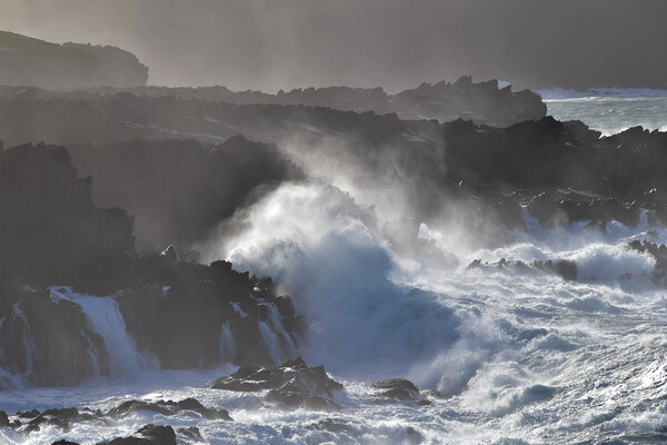 Wild sea Picture Board by barbara walsh