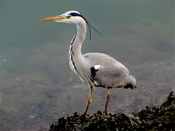 Grey Heron Picture Board by barbara walsh