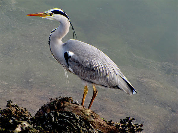 Grey Heron Picture Board by barbara walsh