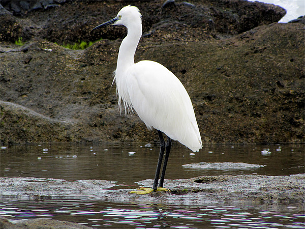 Little Egret Picture Board by barbara walsh