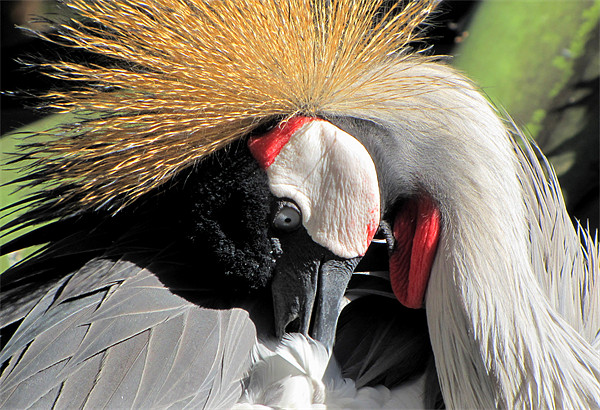 East African crowned Crane Picture Board by barbara walsh
