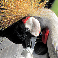 Buy canvas prints of East African crowned Crane by barbara walsh