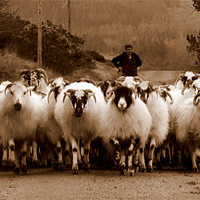 Buy canvas prints of Irish sheep by barbara walsh