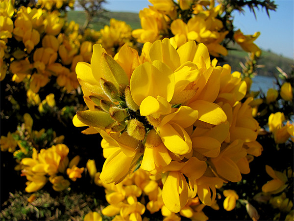 Gorse Picture Board by barbara walsh