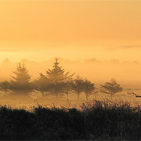 Buy canvas prints of Misty Morning by barbara walsh