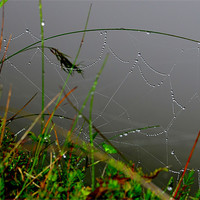 Buy canvas prints of Spider Web by barbara walsh