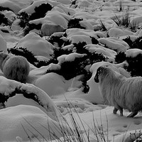 Buy canvas prints of Sheep in the snow by barbara walsh