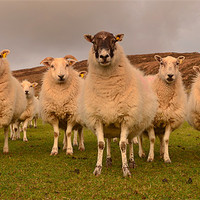 Buy canvas prints of Hungry sheep by barbara walsh