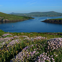 Buy canvas prints of View over Dingle Bay by barbara walsh