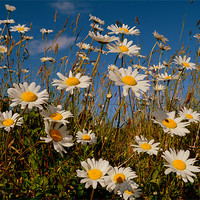 Buy canvas prints of Daisys by barbara walsh