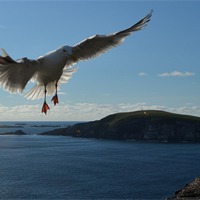 Buy canvas prints of Seagull by barbara walsh