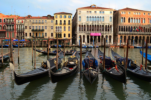 Gondolas in Venice Picture Board by barbara walsh