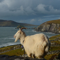 Buy canvas prints of Goat with view by barbara walsh
