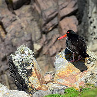 Buy canvas prints of Oystercatcher by barbara walsh