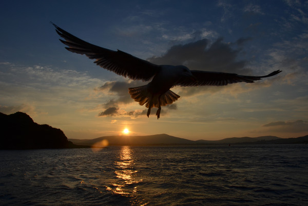 Seagull over dingle bay Picture Board by barbara walsh