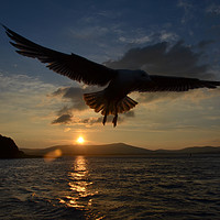 Buy canvas prints of Seagull over dingle bay by barbara walsh