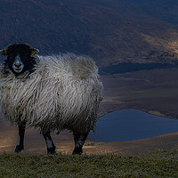 Buy canvas prints of Sheep at the Conor Pass  by barbara walsh