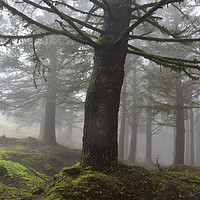 Buy canvas prints of Spooky forest by barbara walsh