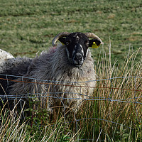 Buy canvas prints of Kerry sheep by barbara walsh