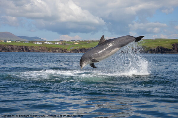 Fungie the Dingle dolphin Picture Board by barbara walsh