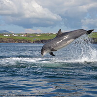 Buy canvas prints of Fungie the Dingle dolphin by barbara walsh