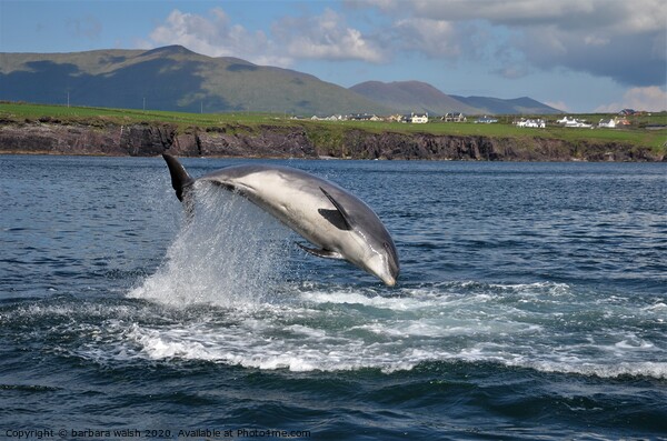 Fungie the Dingle dolphin Picture Board by barbara walsh