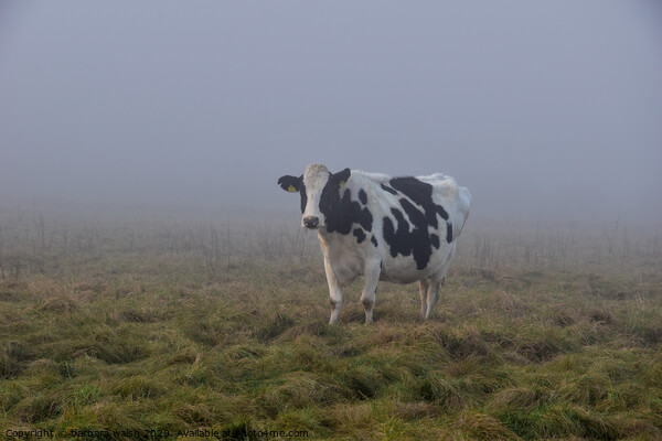 A cow standing on top of a grass covered field Picture Board by barbara walsh